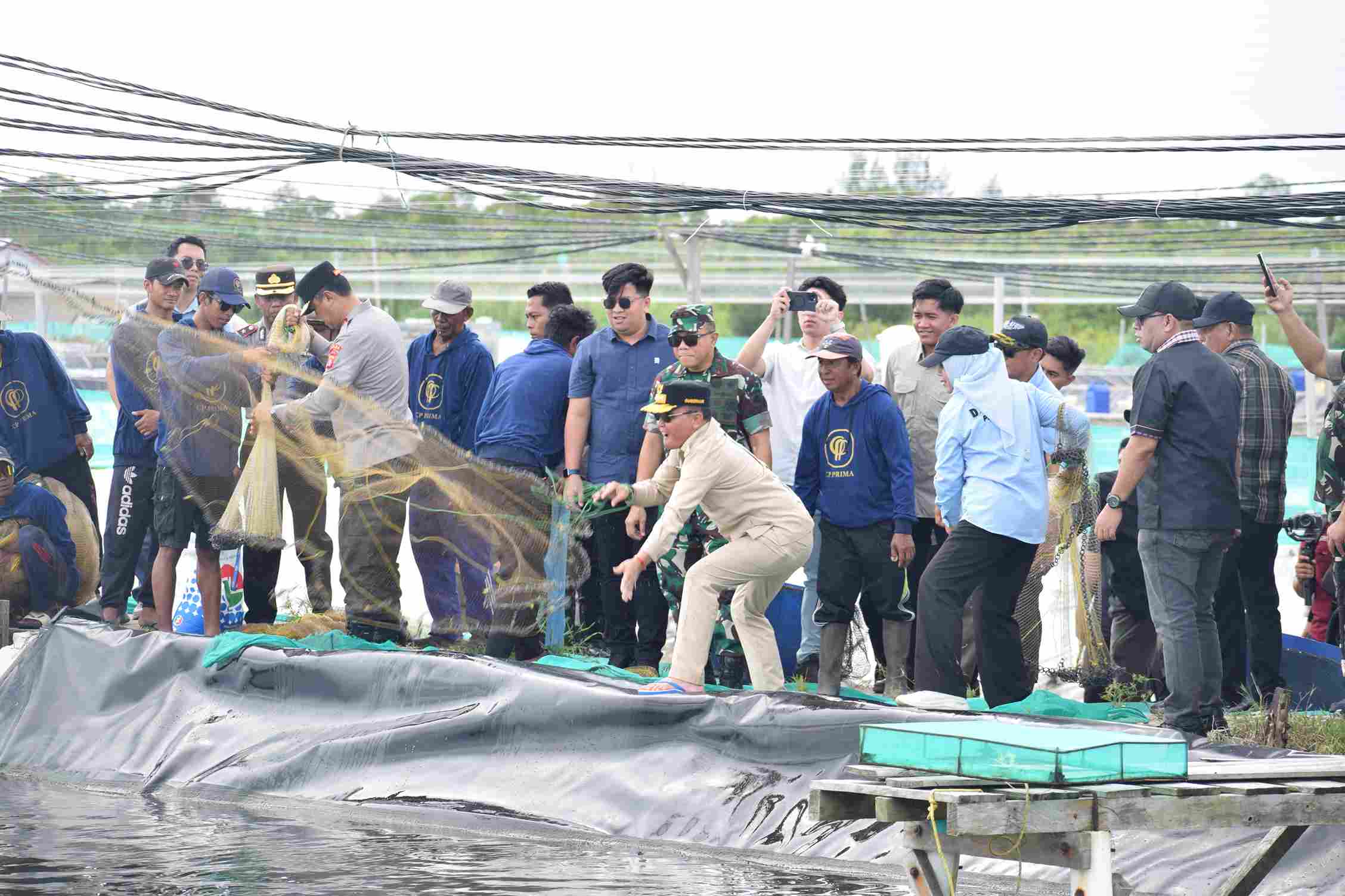 Gubernur Agustiar Panen Udang dan Tebar 400 Ribu Benur Vaname di Sukamara