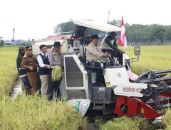 Panen Raya Demplot Tahai Jaya Perkuat Ambisi Kalteng Jadi Lumbung Pangan Nasional