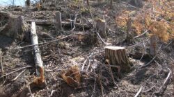 DPRD Soroti Rehabilitasi Hutan Kalteng yang Baru Capai 18 Persen