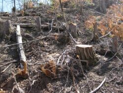 DPRD Soroti Rehabilitasi Hutan Kalteng yang Baru Capai 18 Persen