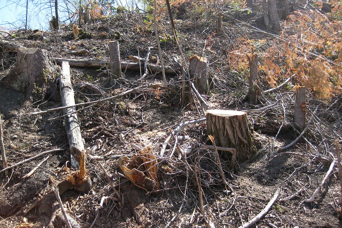 DPRD Soroti Rehabilitasi Hutan Kalteng yang Baru Capai 18 Persen