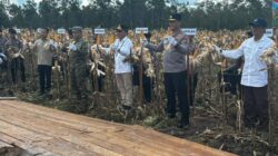 Gubernur Agustiar Sabran Panen Raya Jagung di Rakumpit