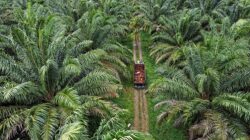 DPRD Soroti Konflik Kebun dan Mandeknya Sertifikasi ISPO di Kalteng