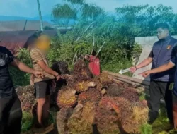 Pencuri Sawit 1,6 Ton Gagal Karena Tertidur Pulas